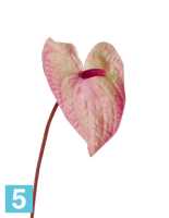 Искусственный цветок для декора Антуриум Макс нежно-розовый с кремово-зеленым TREEZ Collection в #REGION_NAME_DECLINE_PP#