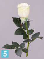 Искусственный цветок для декора роза Sensitive Botanic "Джессика" d5*h72 см зелено-белая в #REGION_NAME_DECLINE_PP#