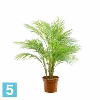 Пальма кустовая искусственная Alseed, h-80 см. в #REGION_NAME_DECLINE_PP#