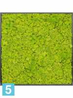 Картина из искусственного мха атласный блеск 100% олений мох (весенний зеленый) темный фон l-100 w-100 h-6 см
