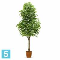 Фикус искусственный Alseed, дерево пристенное, h-400 см., латекс в #REGION_NAME_DECLINE_PP#