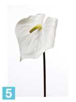 Искусственный цветок для декора антуриум h80 см белый