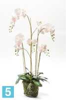Композиция из искусственных цветов Орхидея Фаленопсис 130h бело-розоватая (с корнями и листьями в торфе) в #REGION_NAME_DECLINE_PP#