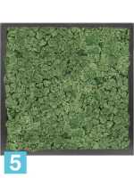 Картина из искусственного мха атласный блеск 100% олений мох (мох зеленый) темный фон l-40 w-40 h-6 см в #REGION_NAME_DECLINE_PP#