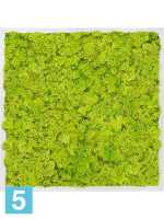 Картина из искусственного мха алюминий 100% олений мох (весенний зеленый) l-60 w-60 h-6 см в #REGION_NAME_DECLINE_PP#
