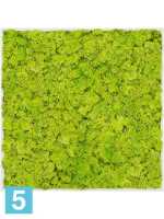Картина из искусственного мха stiel l матовая 100% оленина весенняя зеленая l-50 w-50 h-6 см в #REGION_NAME_DECLINE_PP#