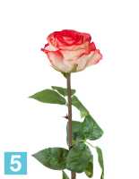 Искусственный цветок для декора Роза Соло Нью большая кремовая с розовым TREEZ Collection в #REGION_NAME_DECLINE_PP#
