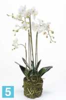 Композиция из искусственных цветов Орхидея Фаленопсис 80h белая (с корнями и листьями в торфе 3 цветка) в Москве