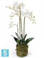 Орхидея фаленопсис белая с землёй и мхом искусственная h-80 см в #REGION_NAME_DECLINE_PP#