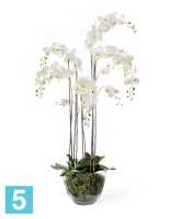 Композиция из искусственных цветов Орхидея Фаленопсис белая с мхом, корнями, землей 150h TREEZ Collection в #REGION_NAME_DECLINE_PP#