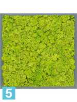 Картина из искусственного мха атласный блеск 100% олений мох (весенний зеленый) серый фон l-60 w-60 h-6 см в #REGION_NAME_DECLINE_PP#