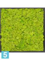 Картина из искусственного мха атласный блеск 100% олений мох (весенний зеленый) темный фон l-60 w-60 h-6 см в #REGION_NAME_DECLINE_PP#