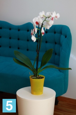 Кашпо Lamela Orchidea, светло-зеленое 12,5-d, 14-h в Санкт-Петербурге