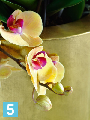 Высокое кашпо Fleur ami Pandora 50-d, 125-h, золотое в #REGION_NAME_DECLINE_PP#