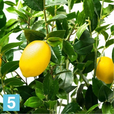 Лимон искусственный Alseed, h-180 см., латекс в #REGION_NAME_DECLINE_PP#
