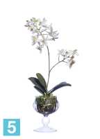 Композиция из искусственных цветов Орхидея Мини-Фаленопсис в стеклянной вазочке с мхом, корнями, землей TREEZ Collection в #REGION_NAME_DECLINE_PP#