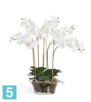 Композиция из искусственных цветов Орхидея Фаленопсис белая в низкой круглой вазе с мхом, корнями, землей 70h TREEZ Collection в #REGION_NAME_DECLINE_PP#