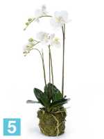 Орхидея фаленопсис белая с землёй и мхом искусственная h-70 см в Москве