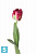 Искусственный цветок для декора Тюльпан попугай 5dx62h темно-розовый (2 листа) в #REGION_NAME_DECLINE_PP#